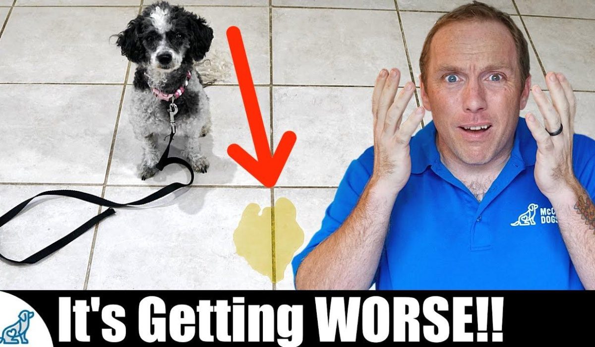 Avoiding Common Pitfalls in Puppy House Training Success