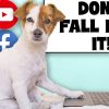 Debunking Dog Training Myths: Avoiding Bad Advice Online