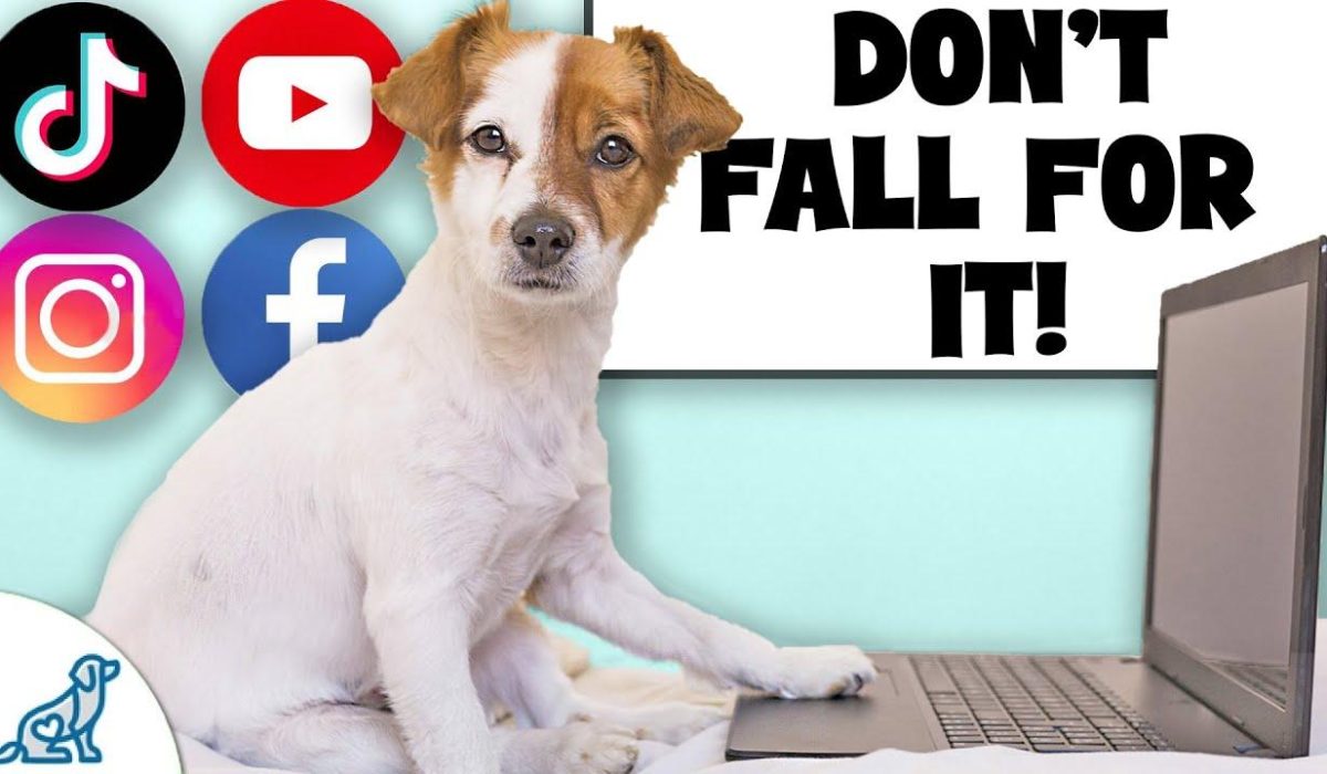 Debunking Dog Training Myths: Avoiding Bad Advice Online