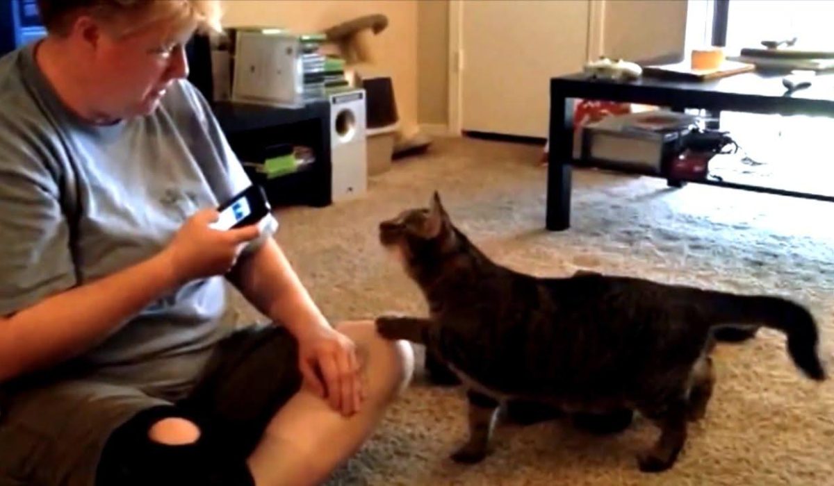 Decoding Feline Language: Apps That Claim to Connect