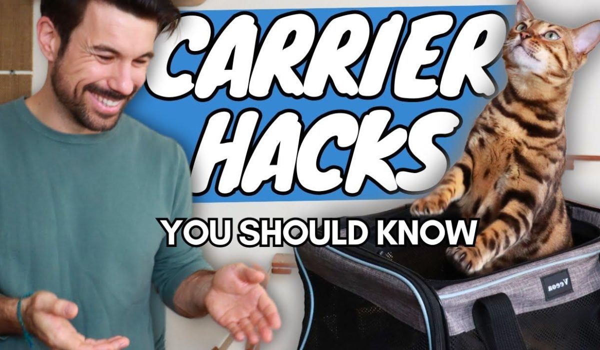 Mastering Cat Transport: 3 Pro Hacks for Easy Carrier Use