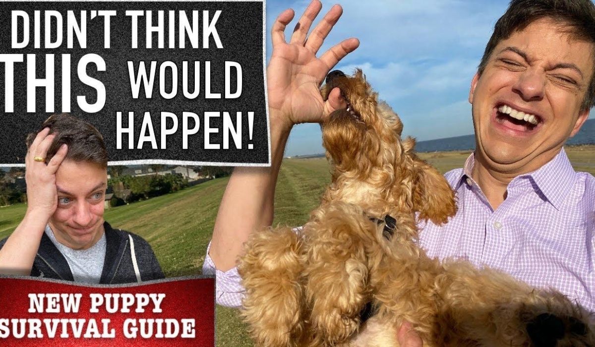 Effective Dog Training: Real-Life Techniques for Success