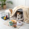 10 Ideal Small Pets for Beginners and Their Care Essentials