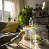 10 Essential Tips for Caring for Your Cockatiel Like a Pro